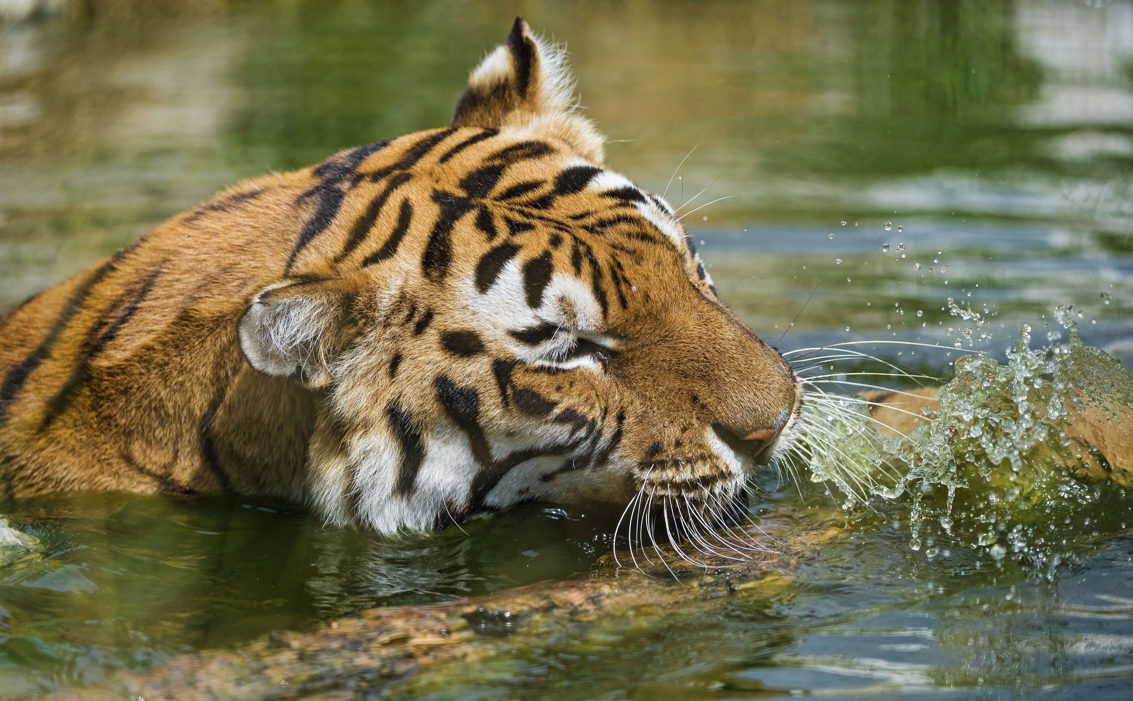 tiger, Wild, Cat, Muzzle, Swimming, Water, Water, Spray Wallpaper