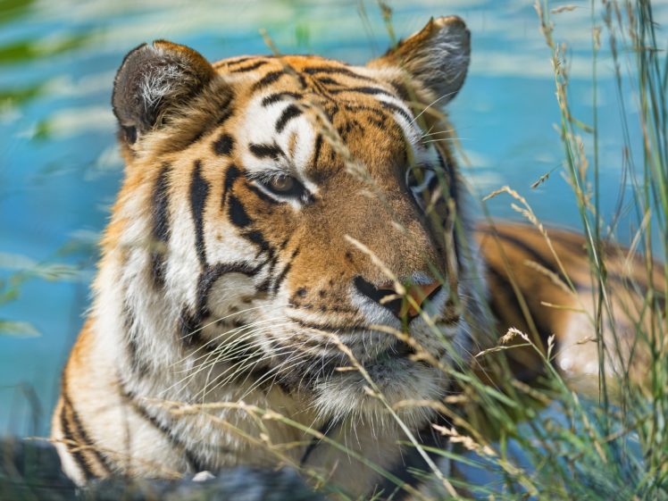 tiger, Wild, Cat, Muzzle, Swimming HD Wallpaper Desktop Background