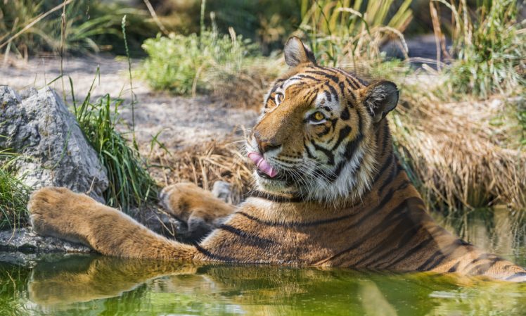 tiger, Wild, Cat, Pond, Water, Swimming HD Wallpaper Desktop Background