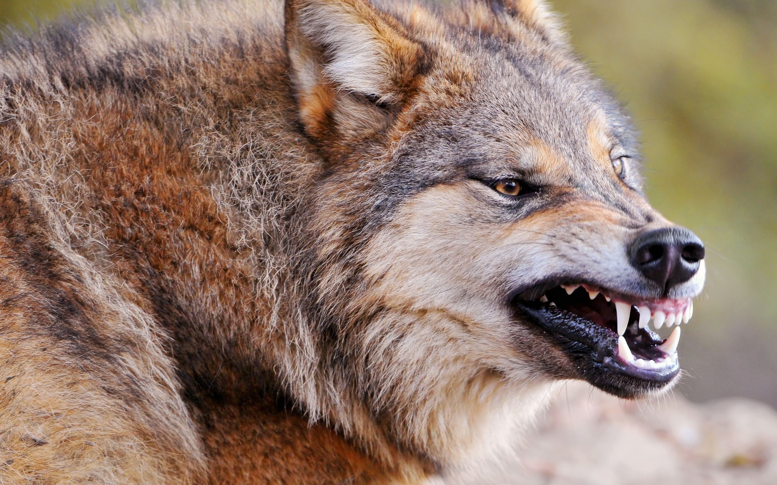 wolves, Wolf Wallpaper
