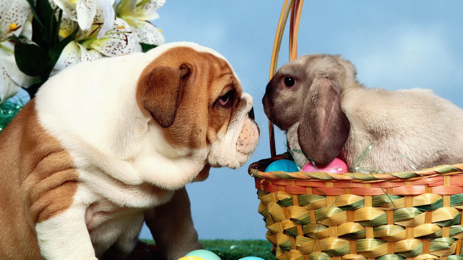 animals, Dogs, Rabbits Wallpapers HD / Desktop and Mobile Backgrounds