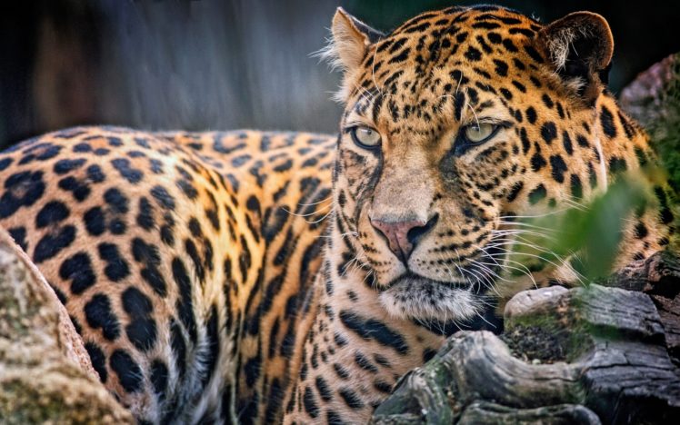 big, Cats, Leopard, Glance HD Wallpaper Desktop Background