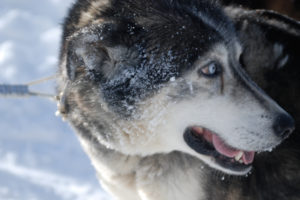 snow, Animals, Dogs, Husky