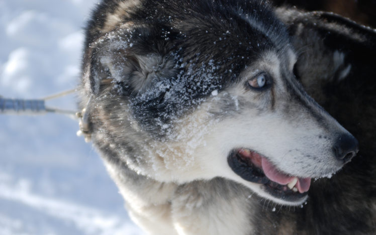 snow, Animals, Dogs, Husky HD Wallpaper Desktop Background