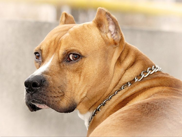 animals, Dogs HD Wallpaper Desktop Background