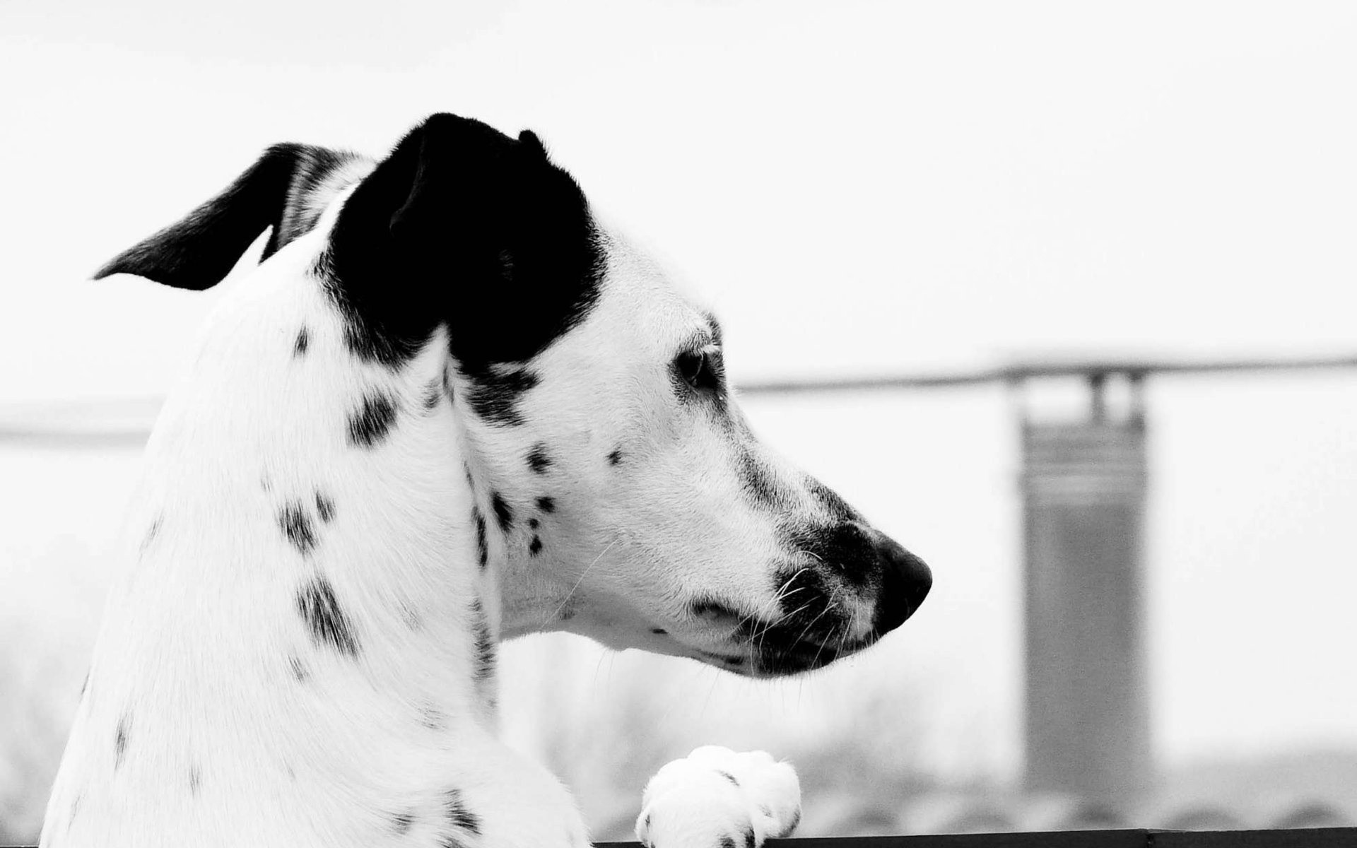 animals, Dogs, Dalmatians Wallpaper