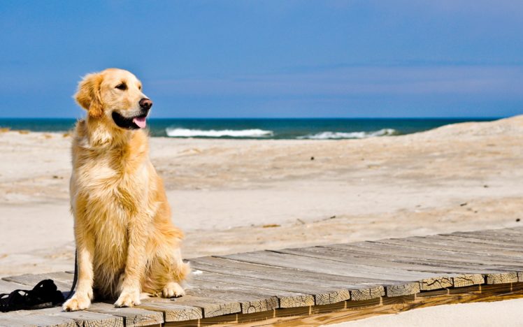 nature, Animals, Dogs, George, Petty, Golden, Retriever, Beaches HD Wallpaper Desktop Background