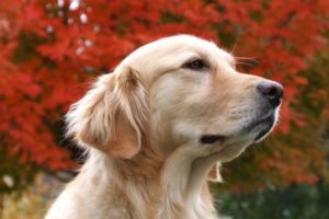 autumn, Dreaming, Dog