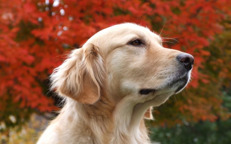 autumn, Dreaming, Dog HD Wallpaper Desktop Background