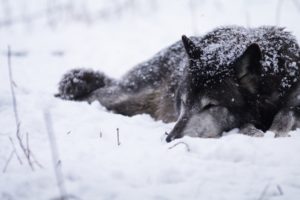 snow, Animals, Dogs, Wolves