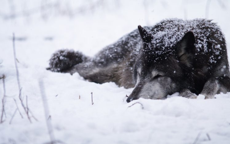 snow, Animals, Dogs, Wolves HD Wallpaper Desktop Background