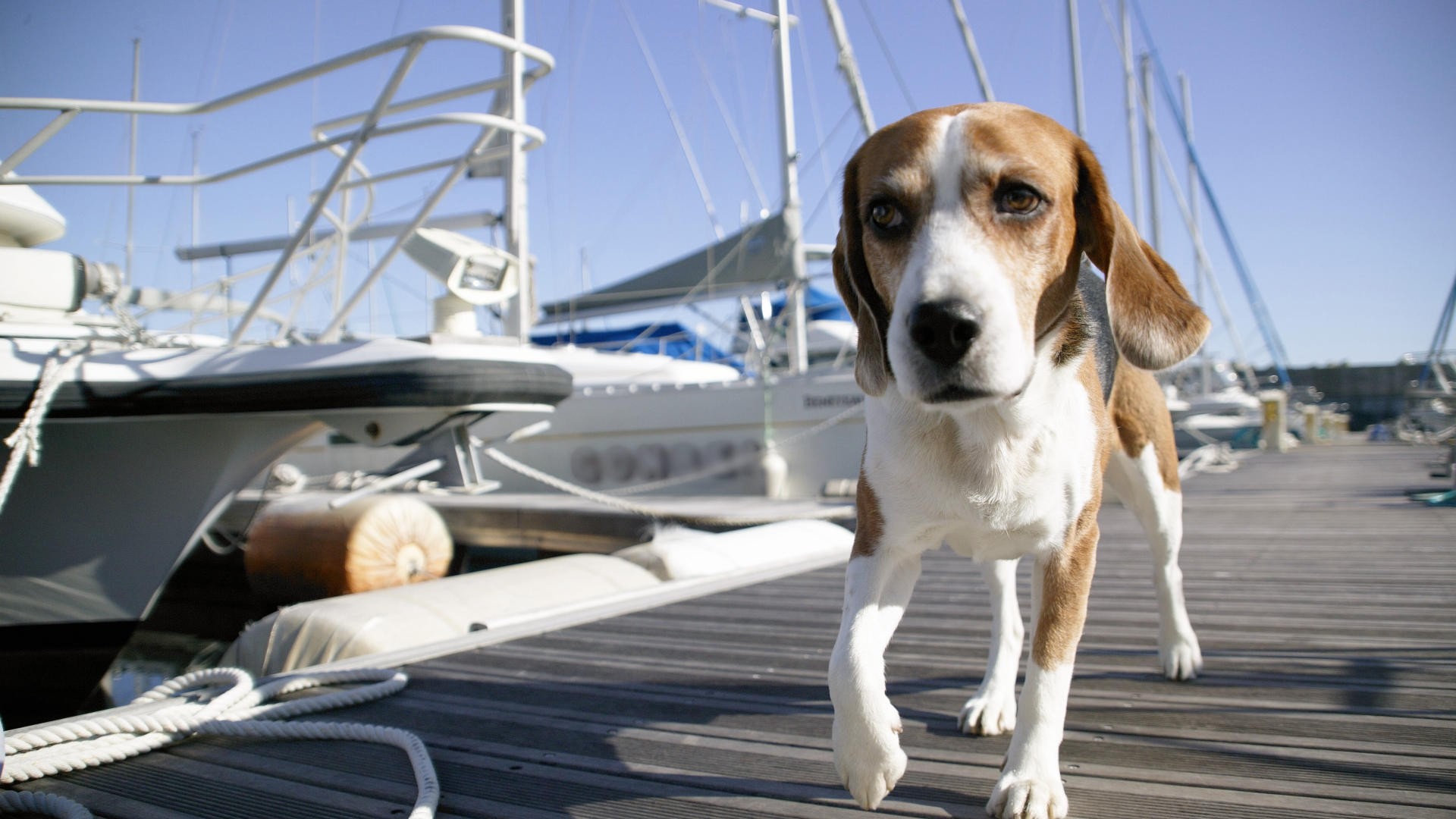 dogs, Harbours Wallpaper