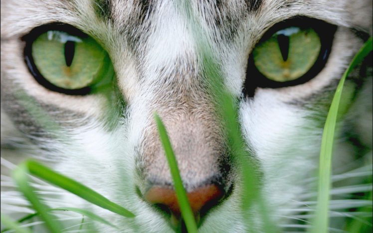up, Cats, Grass, Hunting HD Wallpaper Desktop Background