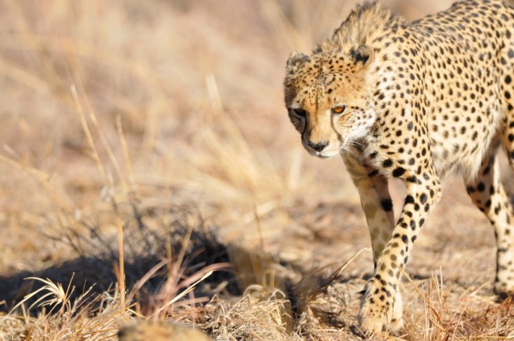 cheetah, Wild, Cat, Muzzle, Light HD Wallpaper Desktop Background