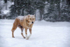 dog, Snow, Blizzard, Red, Winter
