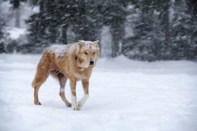 dog, Snow, Blizzard, Red, Winter HD Wallpaper Desktop Background