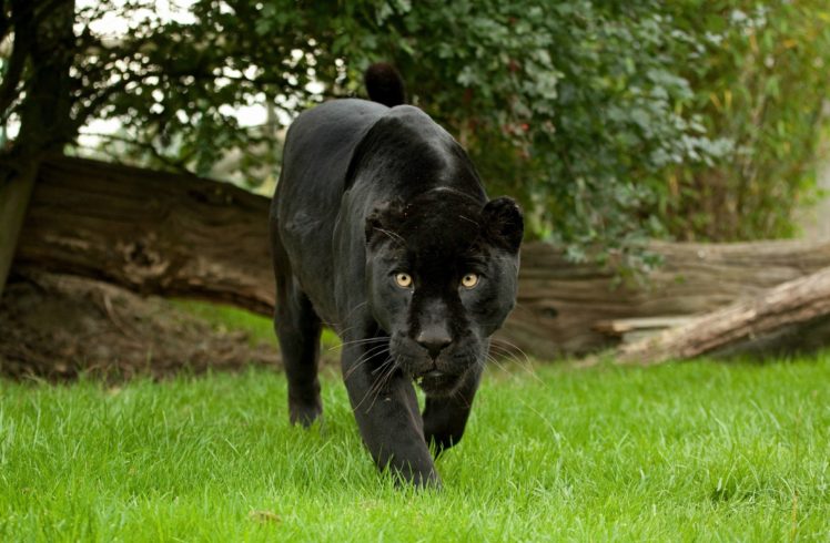 jaguar, Panther, Wild, Cat, Muzzle HD Wallpaper Desktop Background