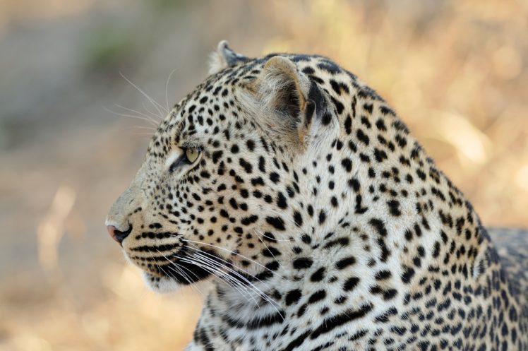 leopard, Wild, Cat, Face, Profile HD Wallpaper Desktop Background