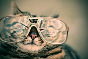 cats, Glasses, Funny