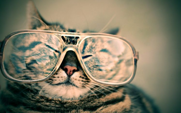cats, Glasses, Funny HD Wallpaper Desktop Background