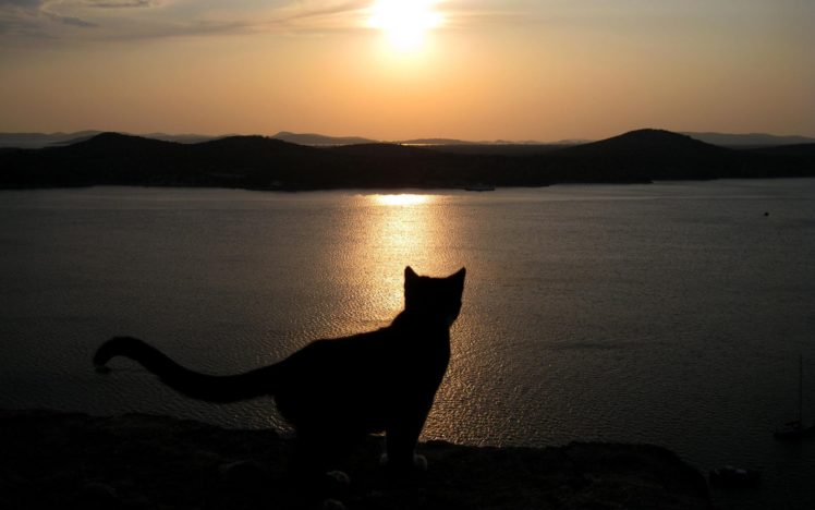 silhouette, Of, A, Cat, At, Sunset HD Wallpaper Desktop Background