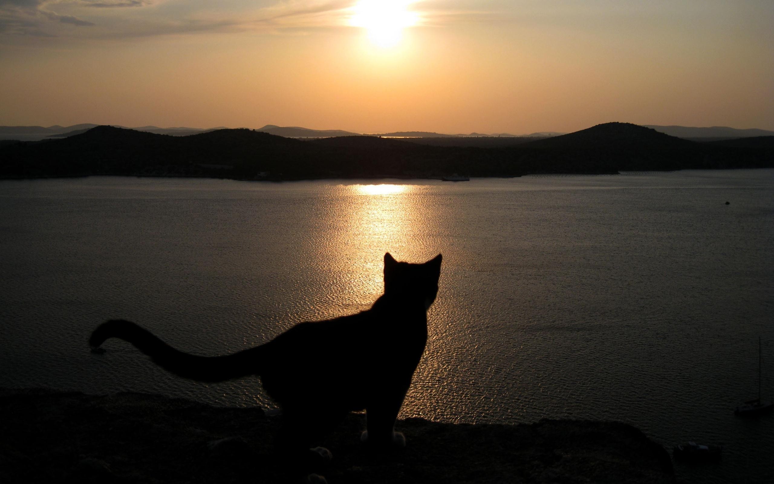 silhouette, Of, A, Cat, At, Sunset Wallpaper