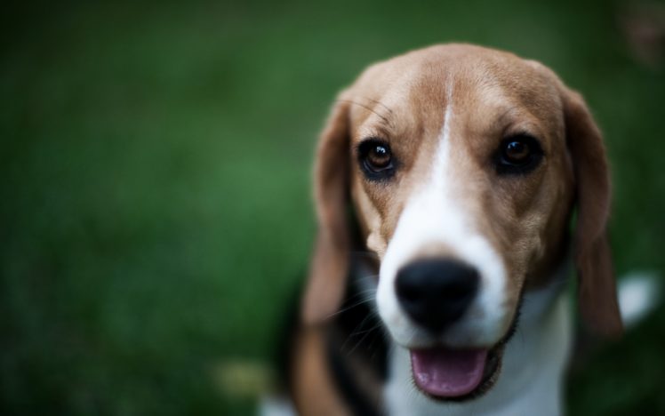 animals, Dogs, Beagle, Pets HD Wallpaper Desktop Background