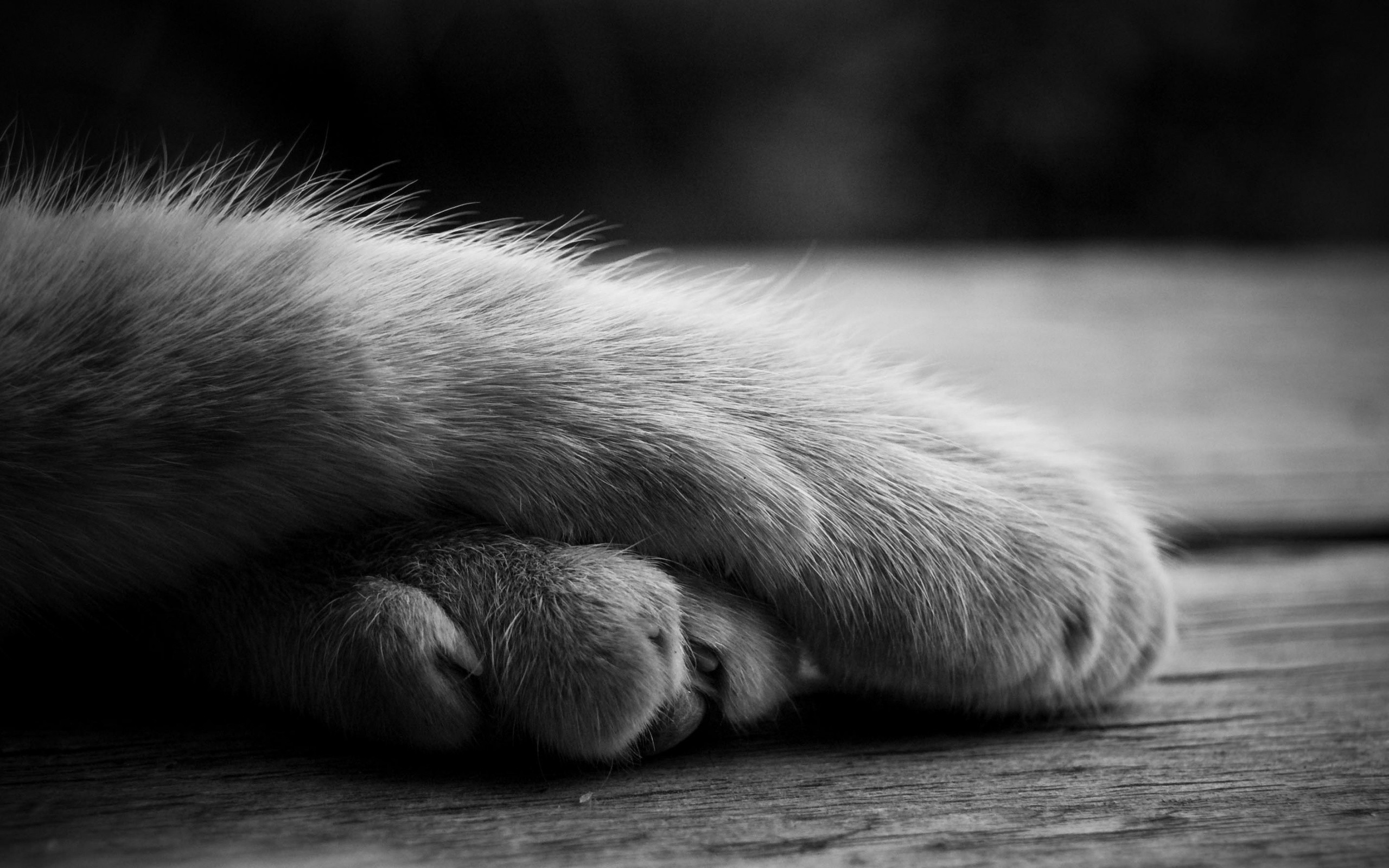 cute, Cat, Paws Wallpaper