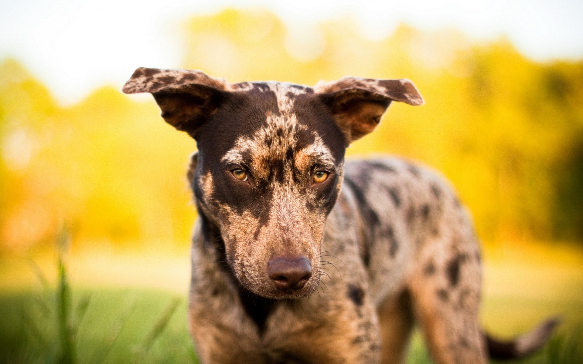 animals, Dogs Wallpaper
