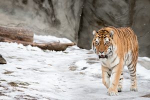 amur, Tiger, Tiger, Wild, Cat, Snow, Winter