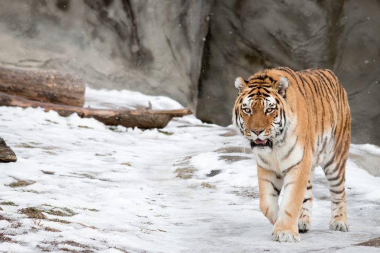 amur, Tiger, Tiger, Wild, Cat, Snow, Winter HD Wallpaper Desktop Background