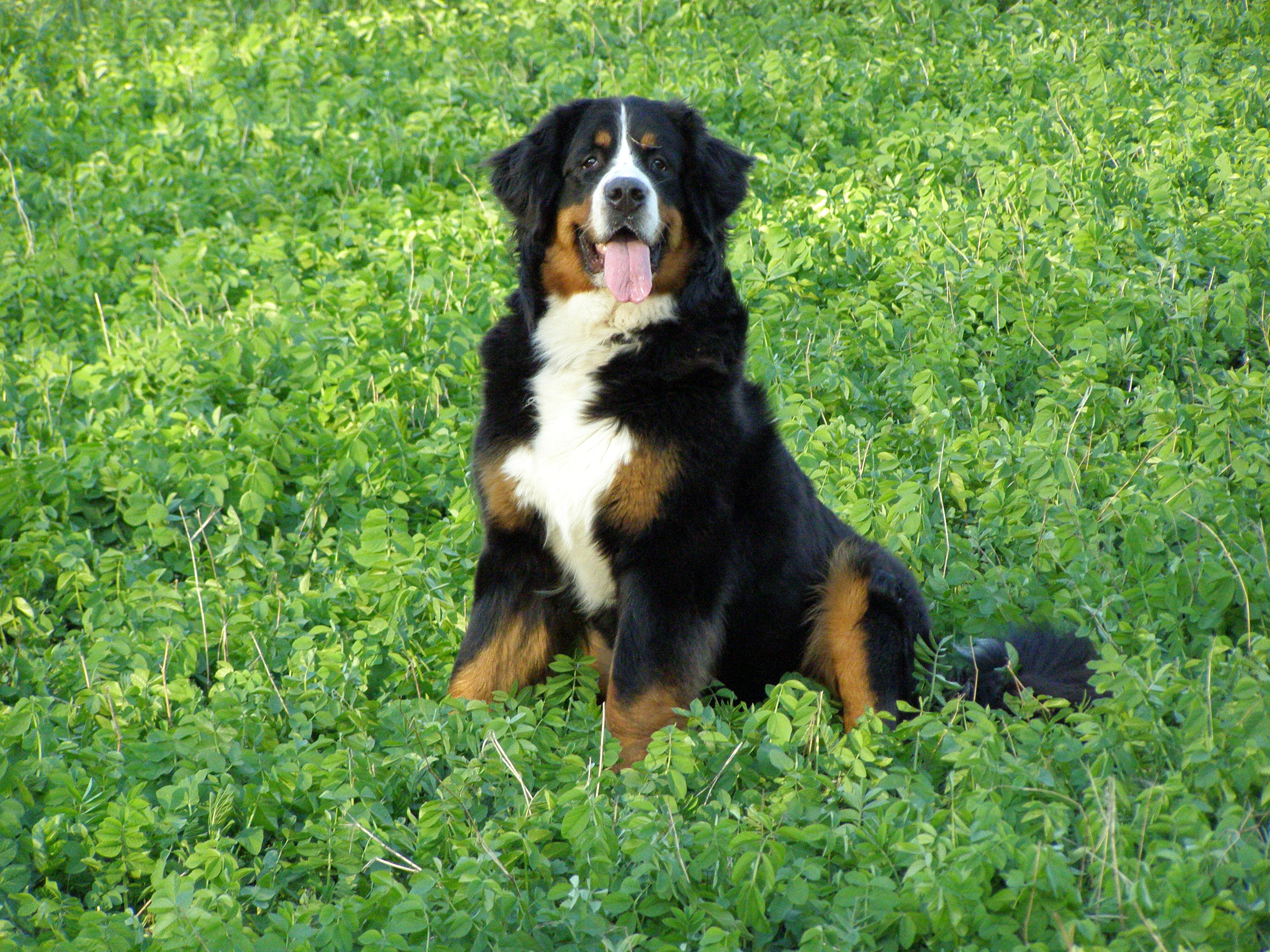 bernese, Mountain, Dog Wallpapers HD / Desktop and Mobile Backgrounds