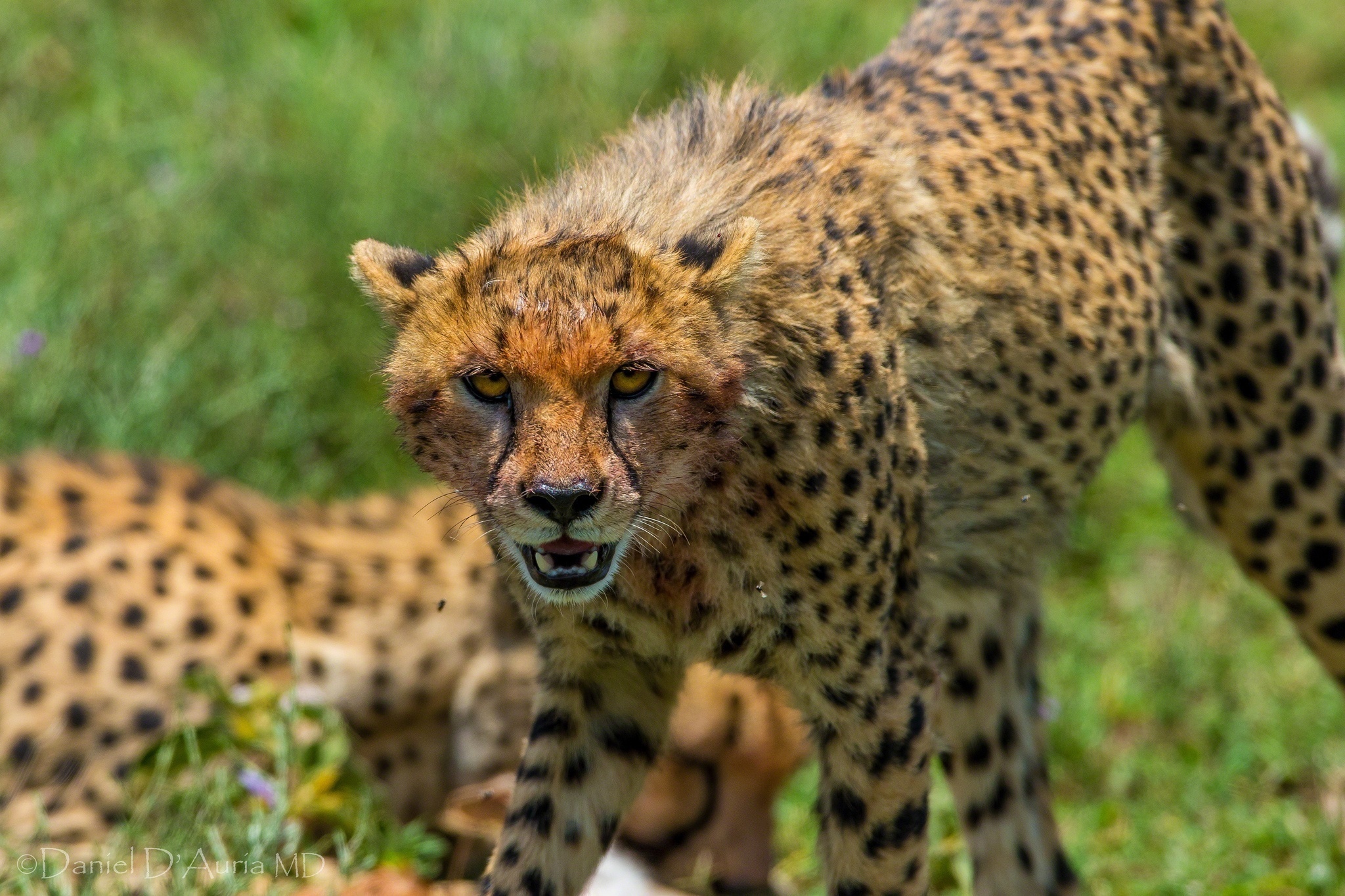 cheetah, Wild, Cat, Muzzle, Threat, Anger, Canines Wallpaper