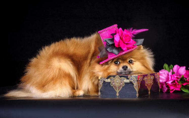 dog, Hat, Casket, Flowers HD Wallpaper Desktop Background