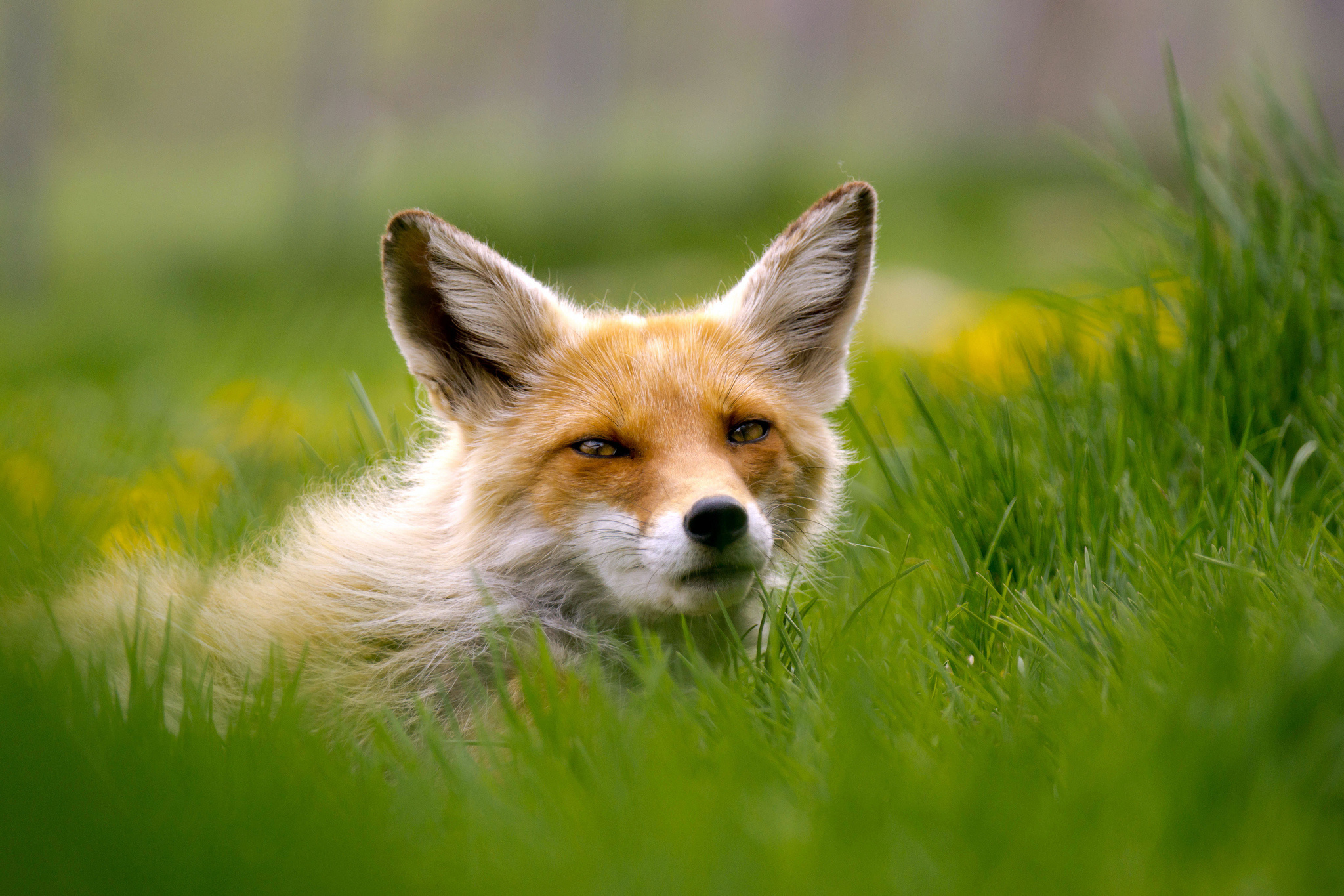 grass, Eyes, Fox Wallpaper