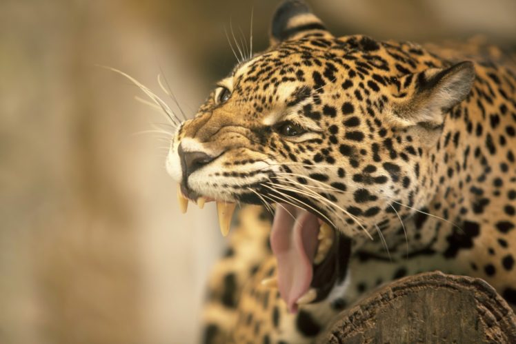 jaguar, Wild, Cat, Face, Mouth, Teeth, Tongue HD Wallpaper Desktop Background