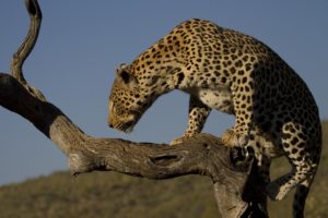 leopard, Wild, Cat, Tree, Profile