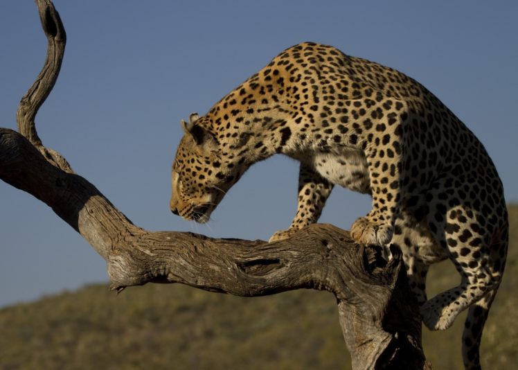 leopard, Wild, Cat, Tree, Profile HD Wallpaper Desktop Background
