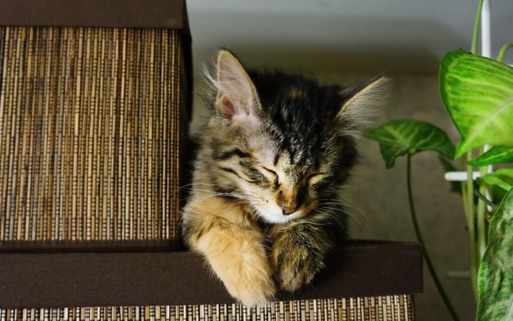 sleeping, Cat, On, A, Box HD Wallpaper Desktop Background