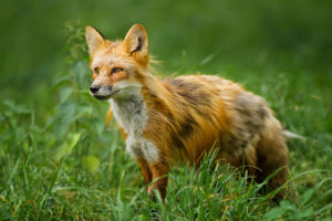 red, Grass, Fox