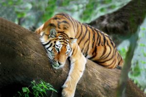 tiger, Tree, Lies, Rests