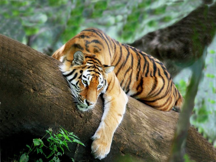 tiger, Tree, Lies, Rests HD Wallpaper Desktop Background