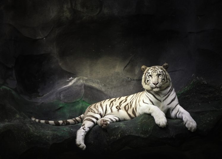 white, Tiger, Tiger, Wild, Cat, Rest, Rocks, Stones HD Wallpaper Desktop Background