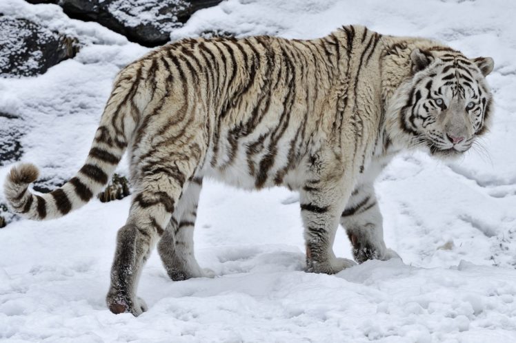 white, Tiger, Tiger, Wild, Cat, Snow, Winter HD Wallpaper Desktop Background