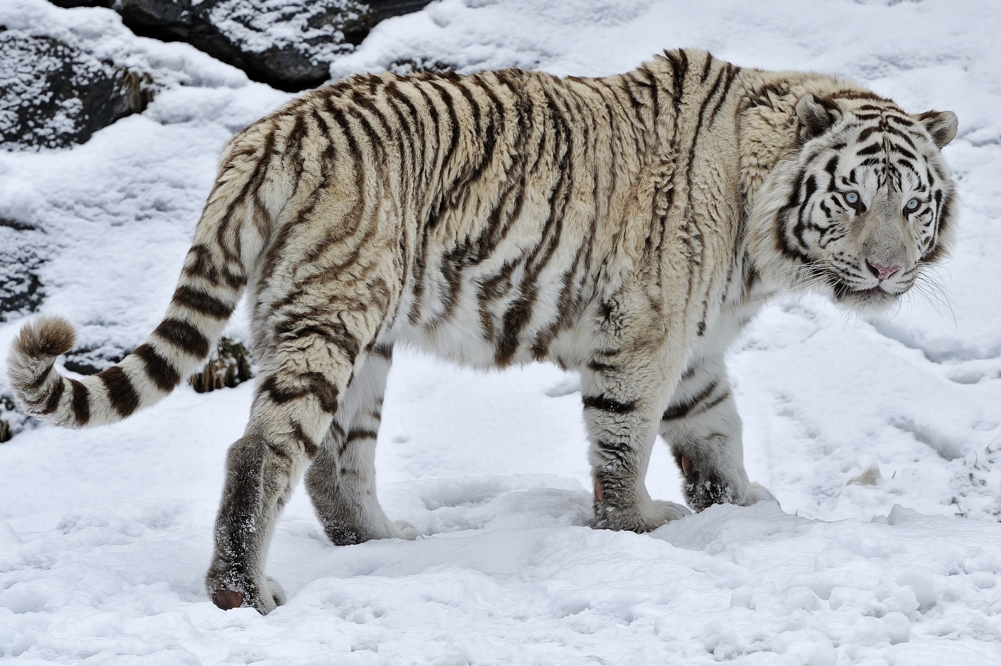 white, Tiger, Tiger, Wild, Cat, Snow, Winter Wallpaper