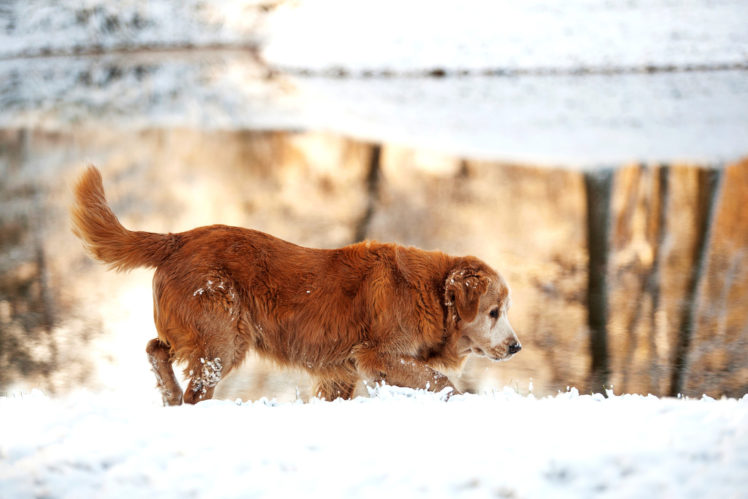 winter, Retriever, Dog, A, Golden HD Wallpaper Desktop Background
