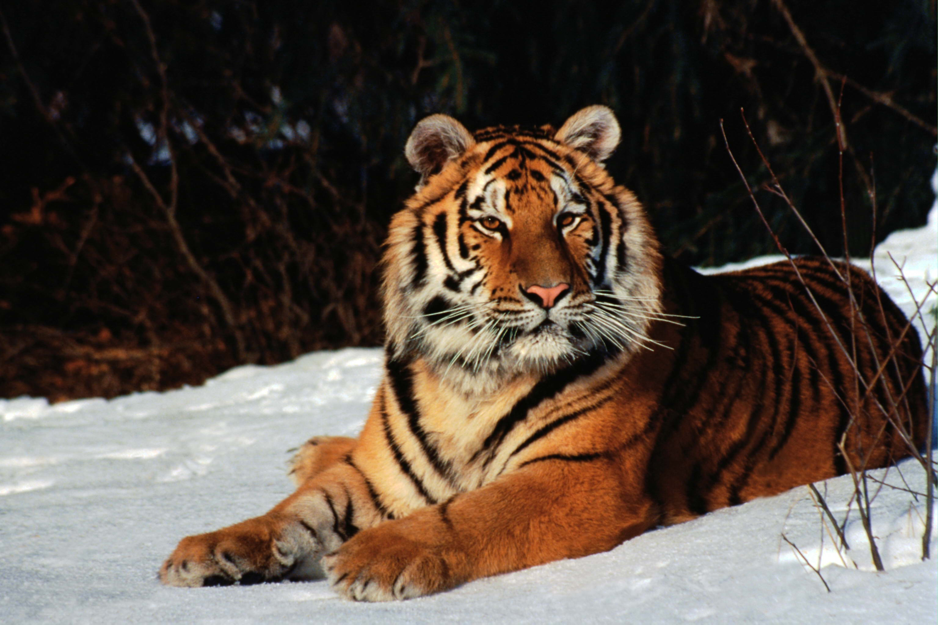 winter, Tiger, Wild, Cats, Wildlife Wallpaper