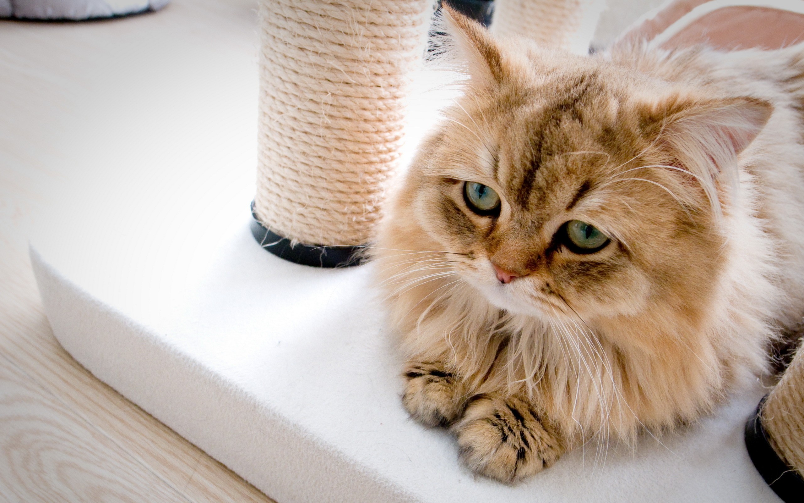 cats, Animals, Pets Wallpaper