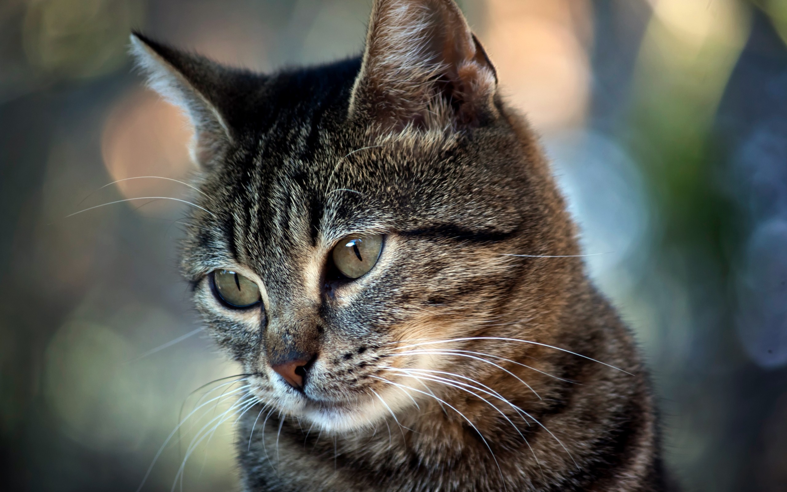 cats, Animals Wallpaper