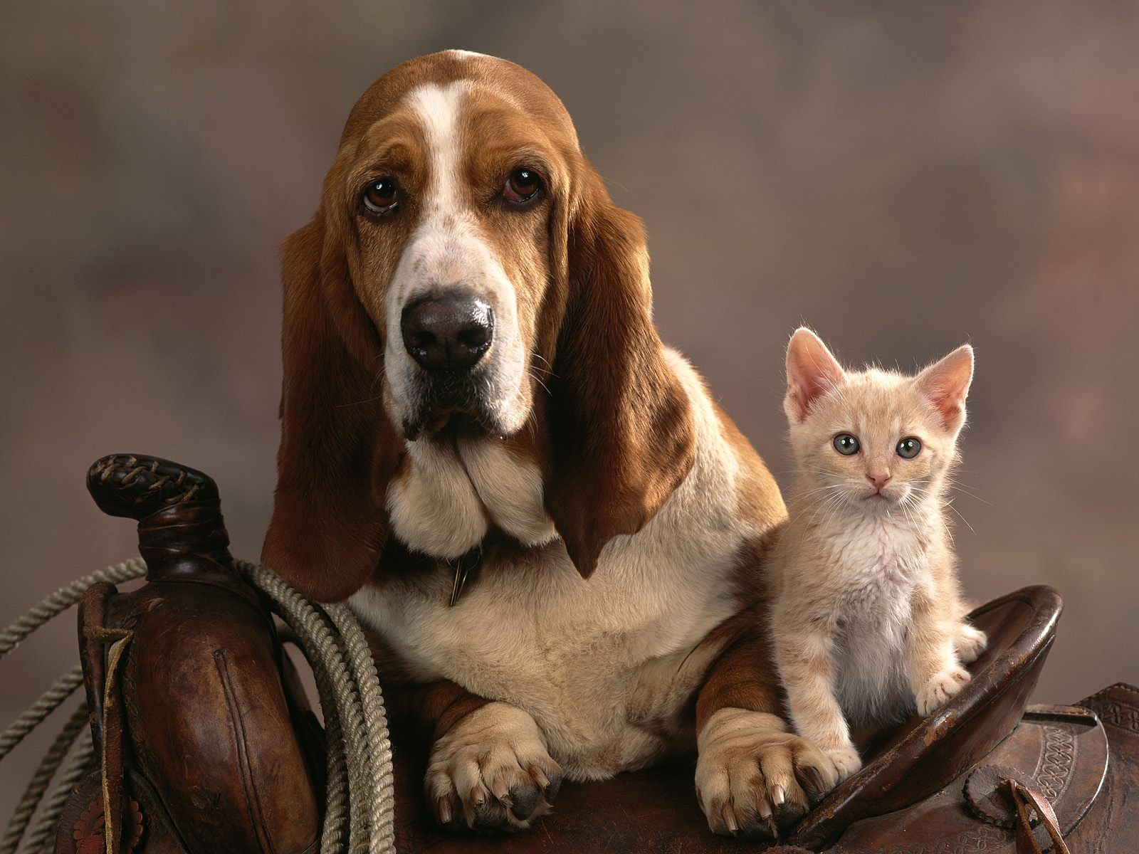 cats, Animals, Dogs Wallpaper
